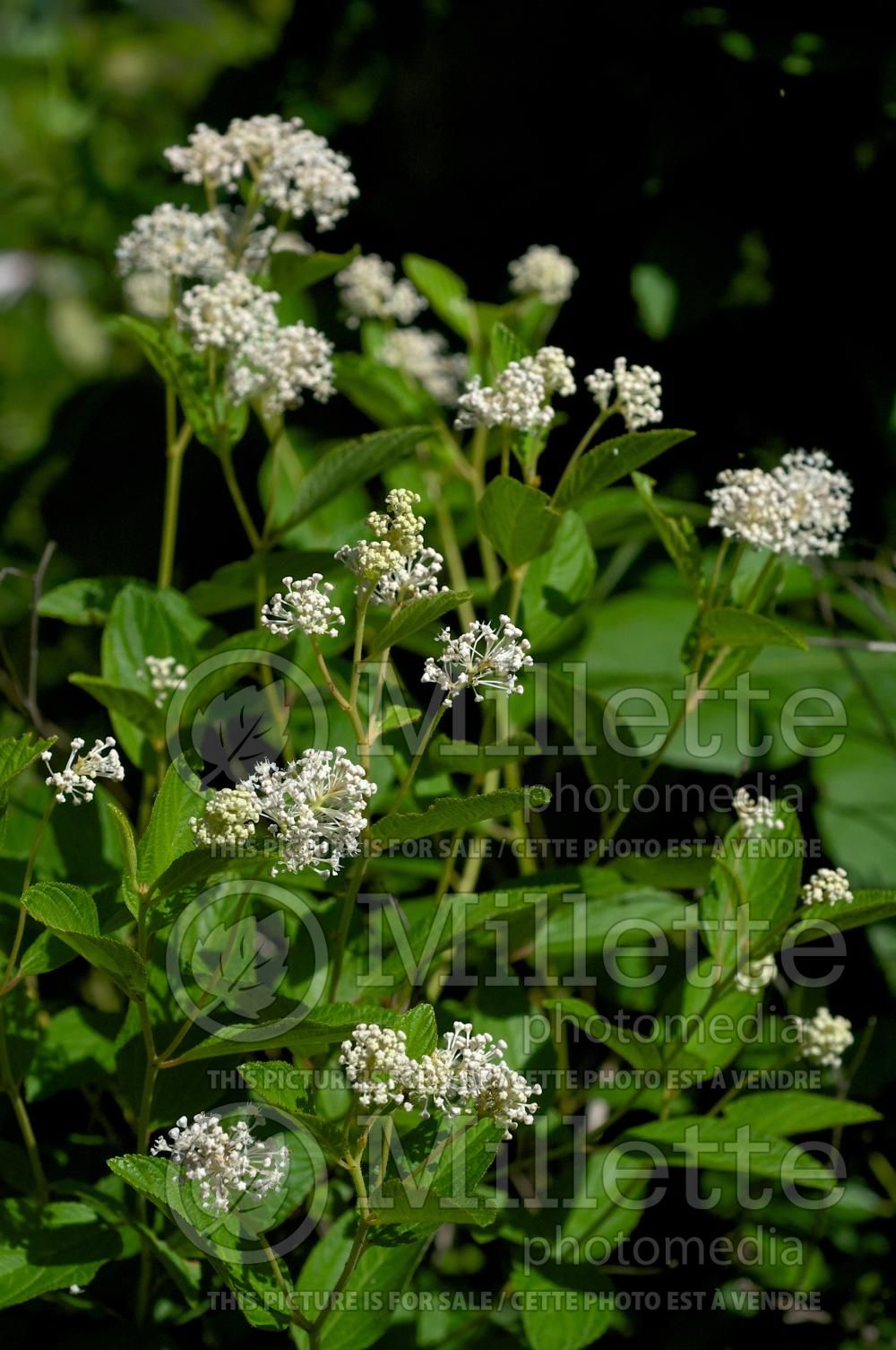 Ceanothus americanus (Mountain sweet  New Jersey tea) 5