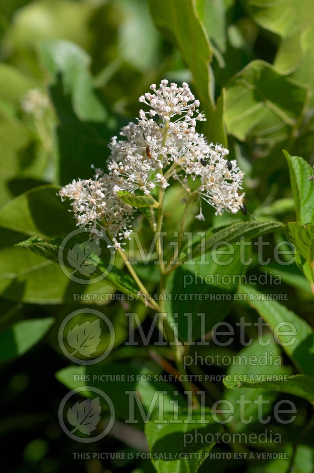 Ceanothus americanus (Mountain sweet  New Jersey tea) 6