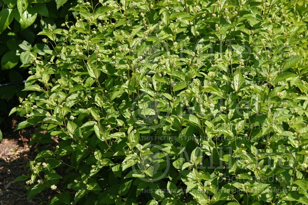 Ceanothus americanus (New Jersey tea) 3  