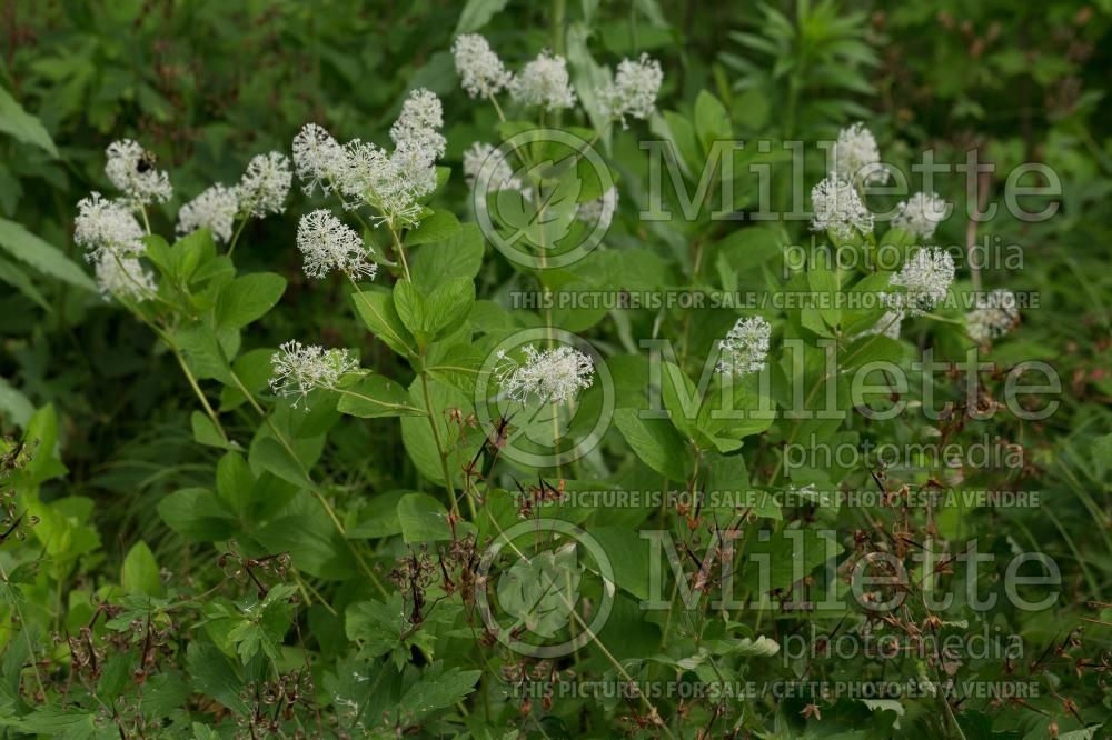 Ceanothus americanus (Mountain sweet  New Jersey tea) 7