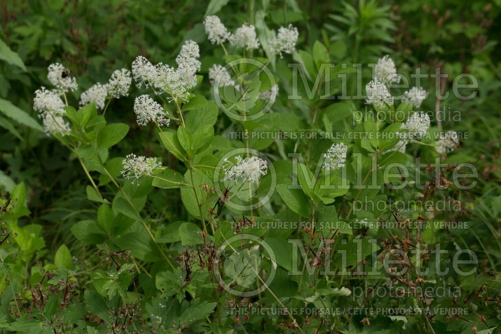 Ceanothus americanus (Mountain sweet  New Jersey tea) 7 