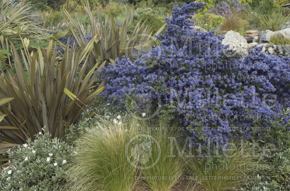 Ceonothus Dark Star (California lilac) 1