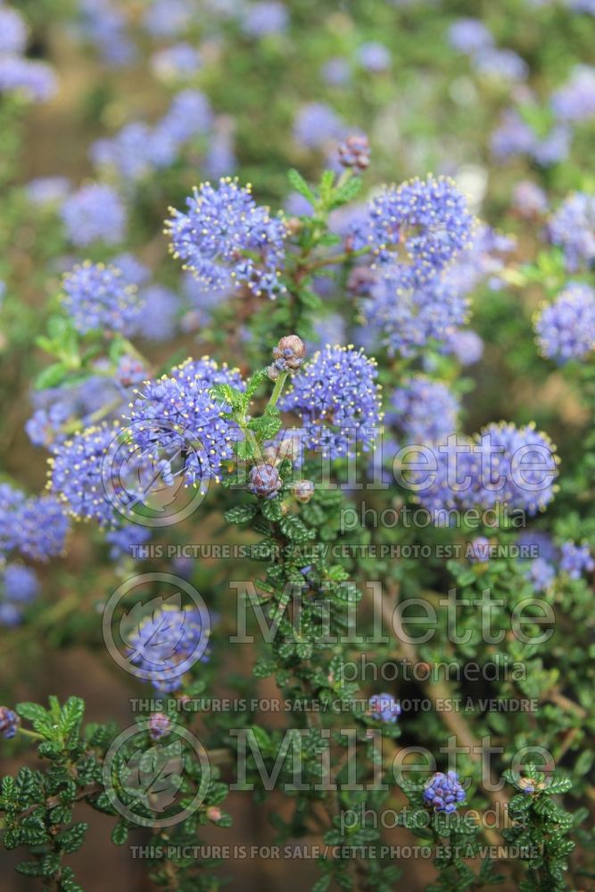 Ceanothus Puget Blue (California lilac) 1 