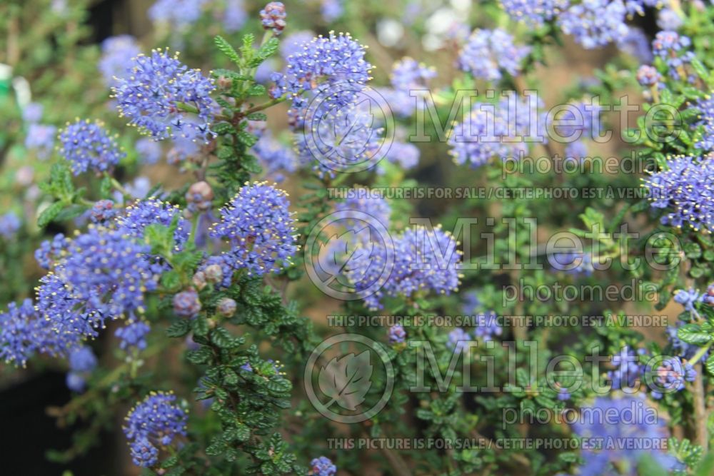 Ceanothus Puget Blue (California lilac) 2 