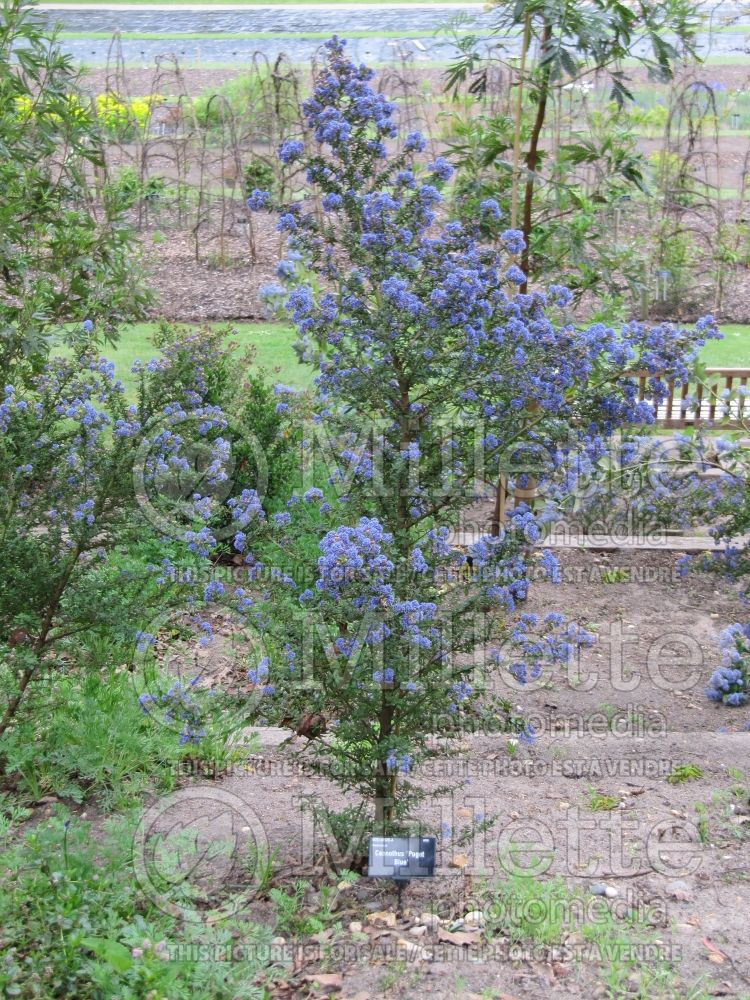 Ceanothus Puget Blue (California lilac) 3 