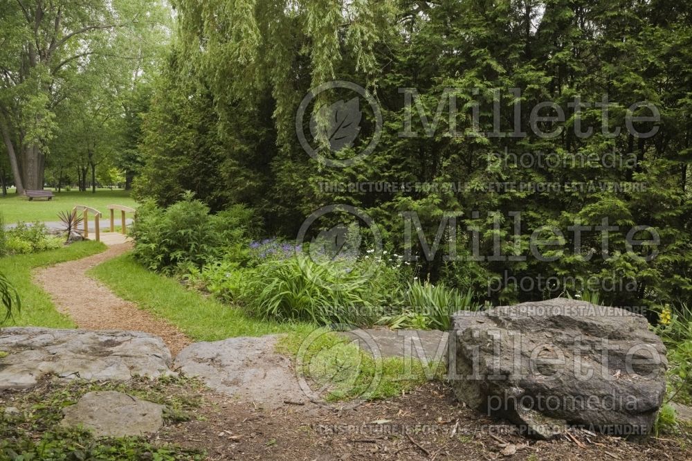 Cedar mulch path (Path – pathways – alley) 1