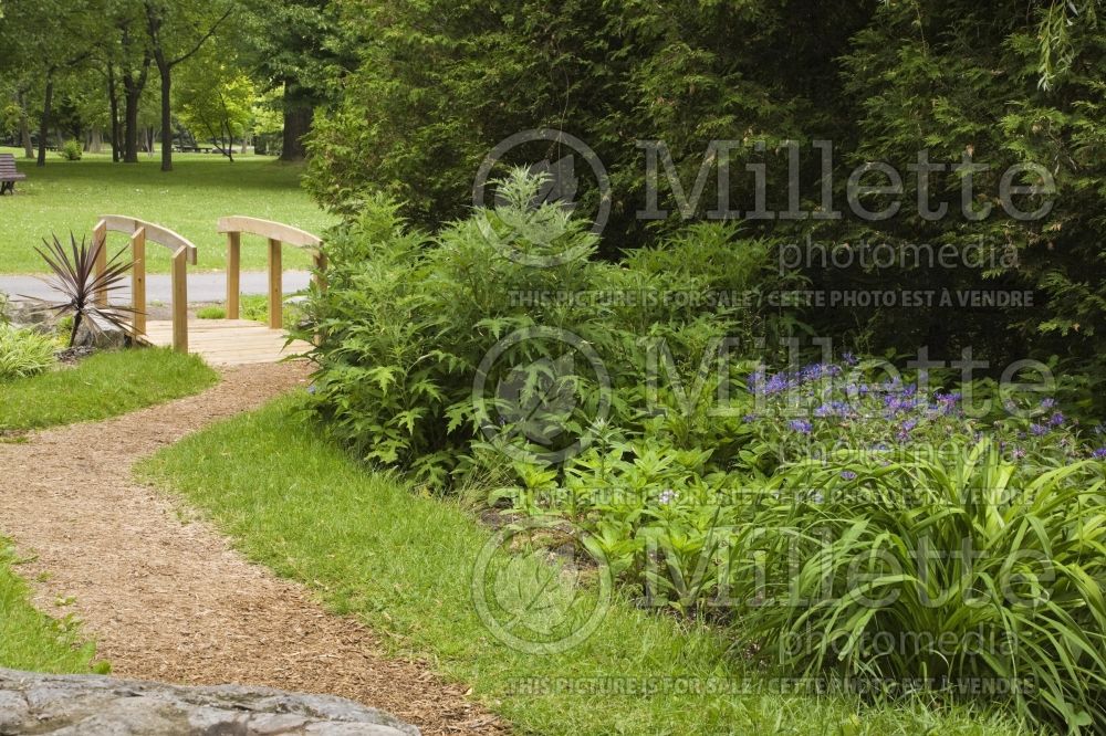 Cedar mulch path (Path – pathways – alley) 2