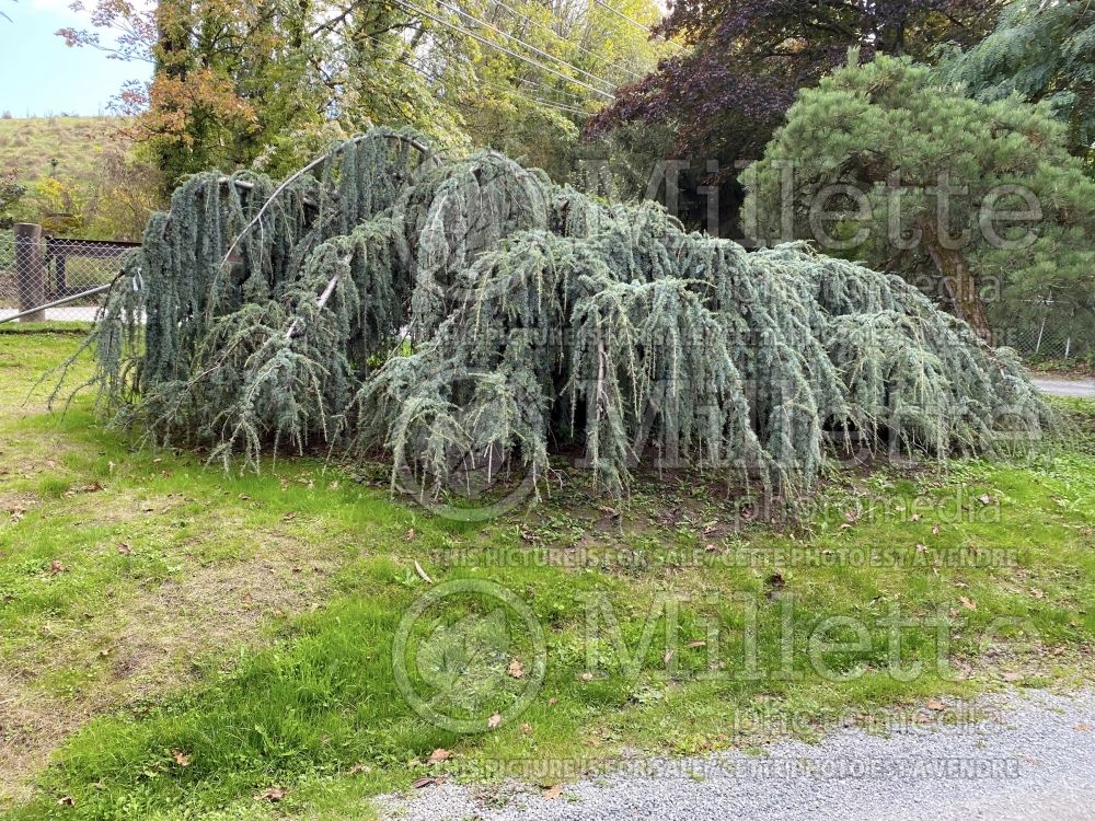 Cedrus Glauca Pendula (Cedar conifer) 10