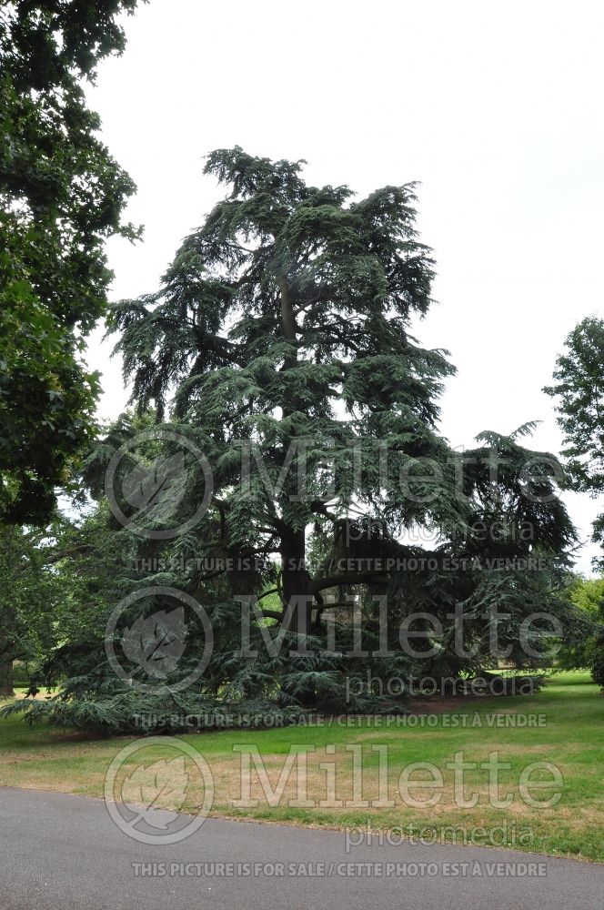 Cedrus atlantica (Atlas cedar conifer) 1 