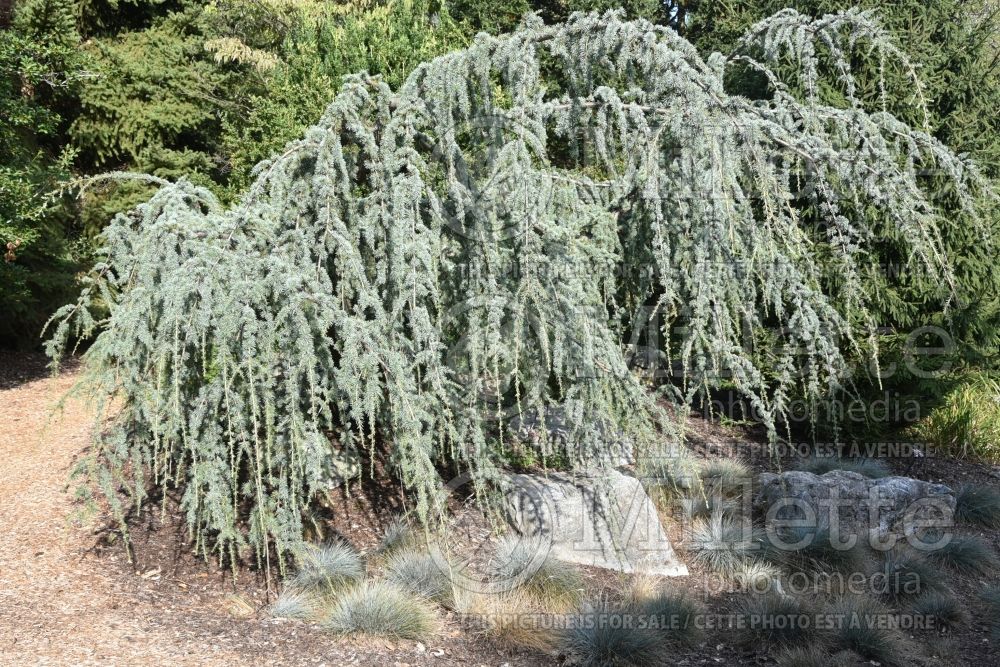 Cedrus Glauca Pendula (Cedar conifer) 2