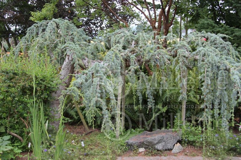 Cedrus Glauca Pendula (Cedar conifer) 3