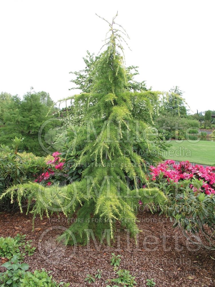 Cedrus Aurea (Himalayan Cedar conifer) 1 