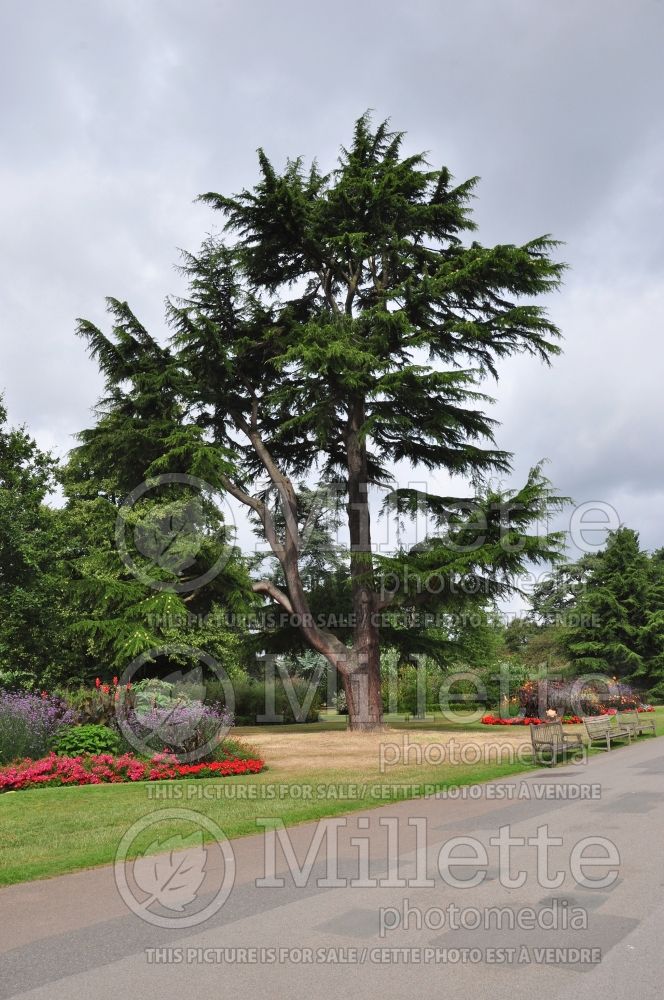 Cedrus deodara (Himalayan Cedar conifer) 1 