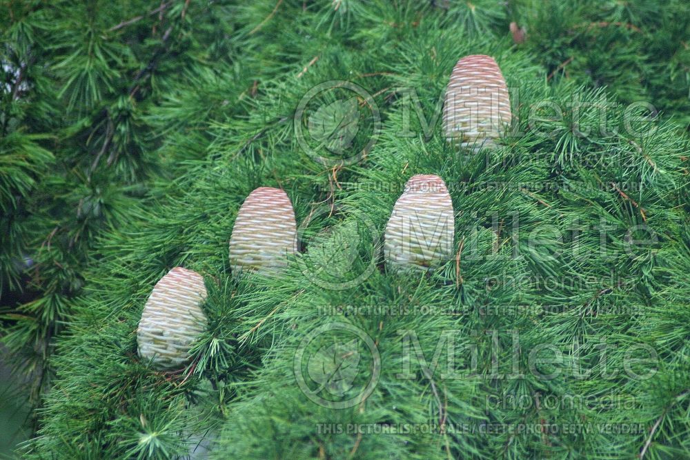Cedrus deodara (Himalayan Cedar conifer) 4 