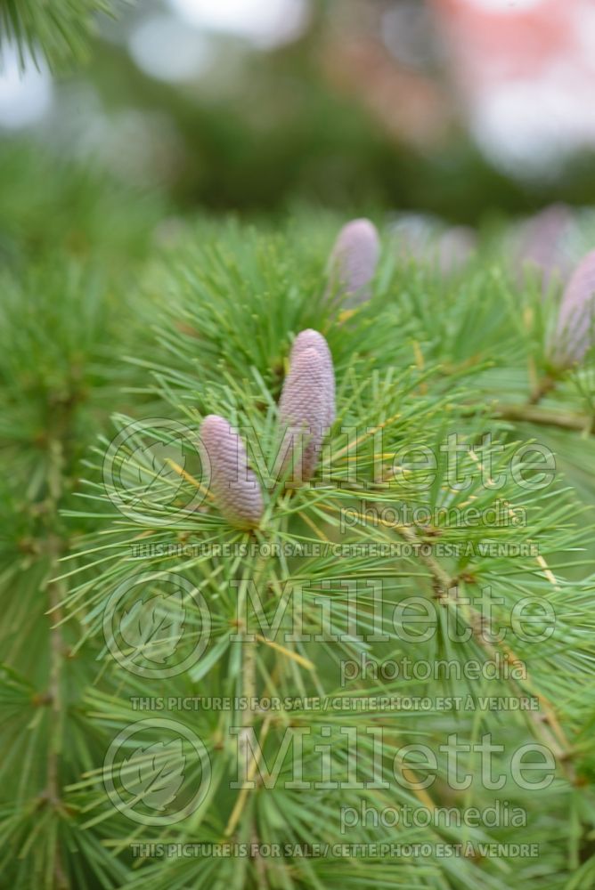 Cedrus deodara (Himalayan Cedar conifer) 2 