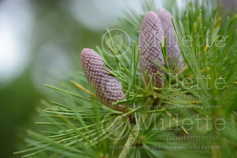 Cedrus deodara (Himalayan Cedar conifer) 3 