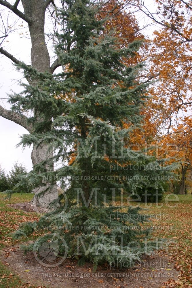 Cedrus Karl Fuchs (Himalayan Cedar conifer) 1 