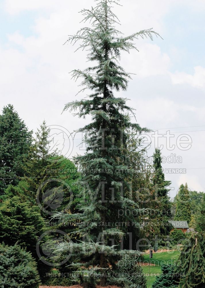 Cedrus Karl Fuchs (Himalayan Cedar conifer) 2 