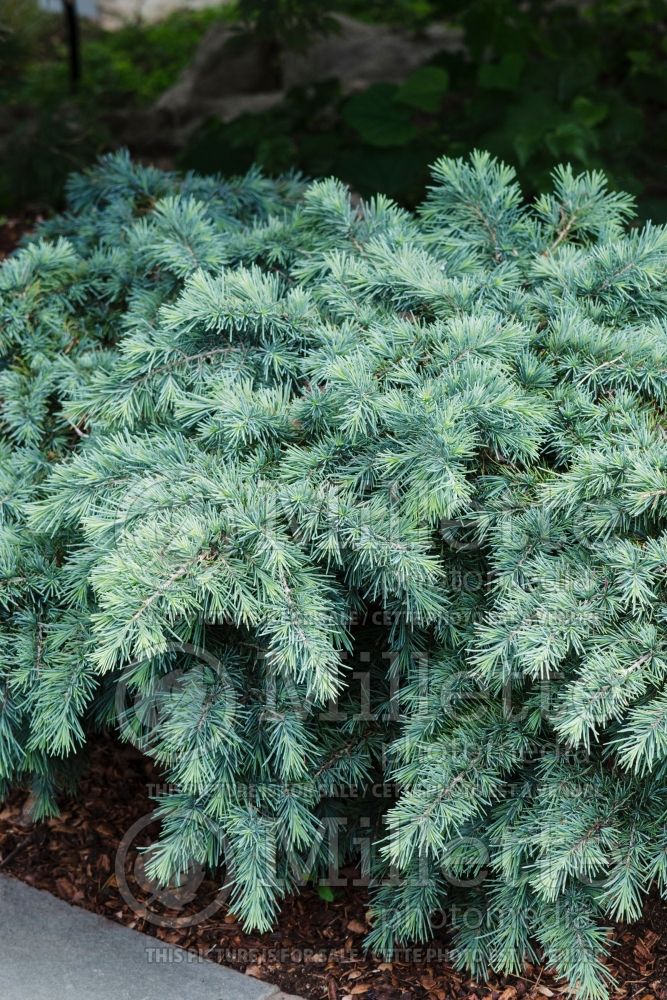 Cedrus Prostrate Beauty (Cedar conifer) 2