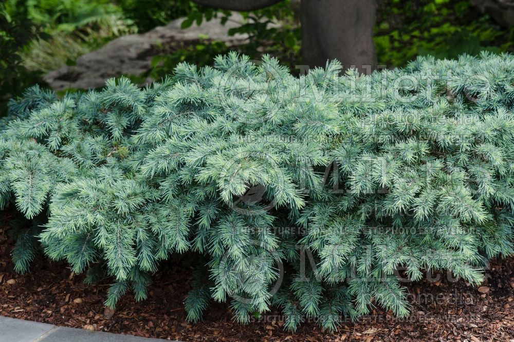 Cedrus Prostrate Beauty (Cedar conifer) 3