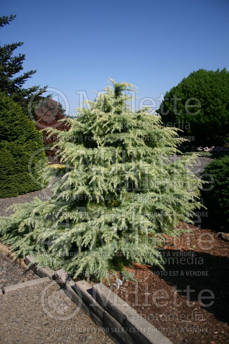 Cedrus deodara 'Silver Mist', Landscape Plants