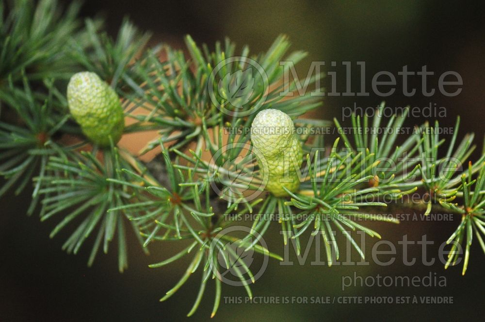 Cedrus libani subsp. stenocoma (Cedar conifer) 1