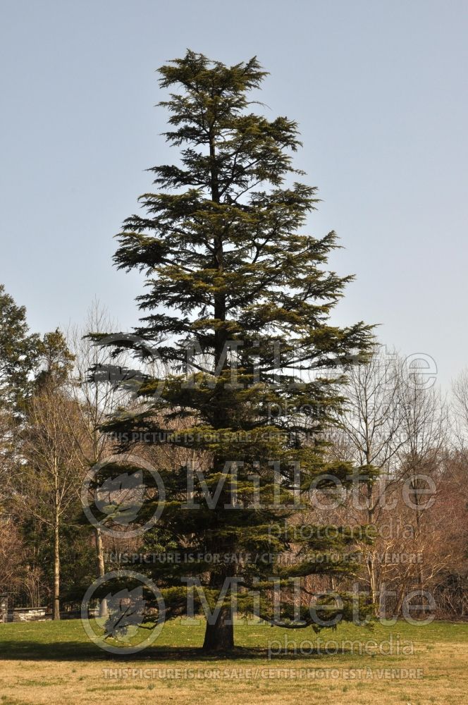 Cedrus libani subsp. stenocoma (Cedar conifer) 2