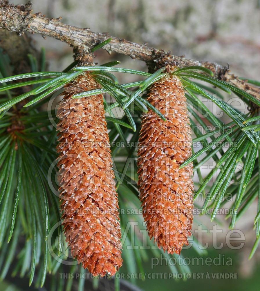 Cedrus libani subsp. stenocoma (Cedar conifer) 4