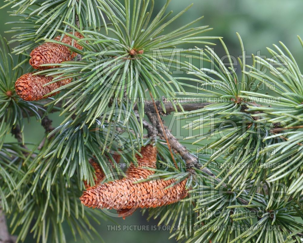 Cedrus libani subsp. stenocoma (Cedar conifer) 3
