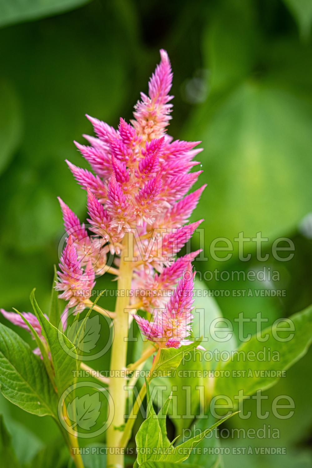 Celosia Castle Pink (Cockscomb) 1