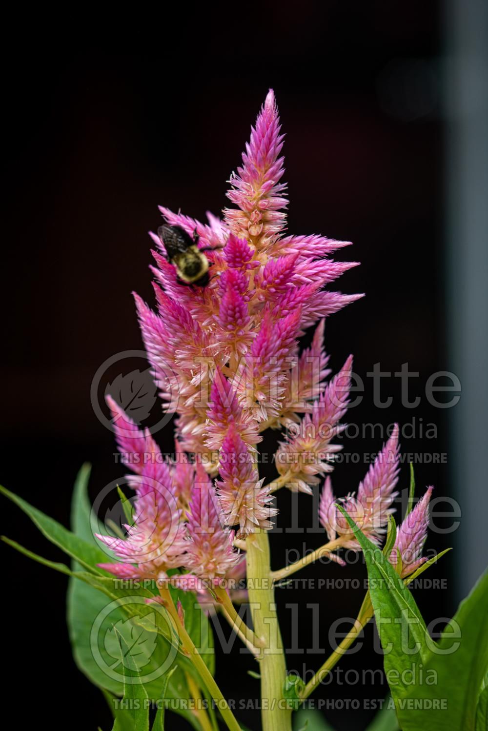 Celosia Castle Pink (Cockscomb) 2