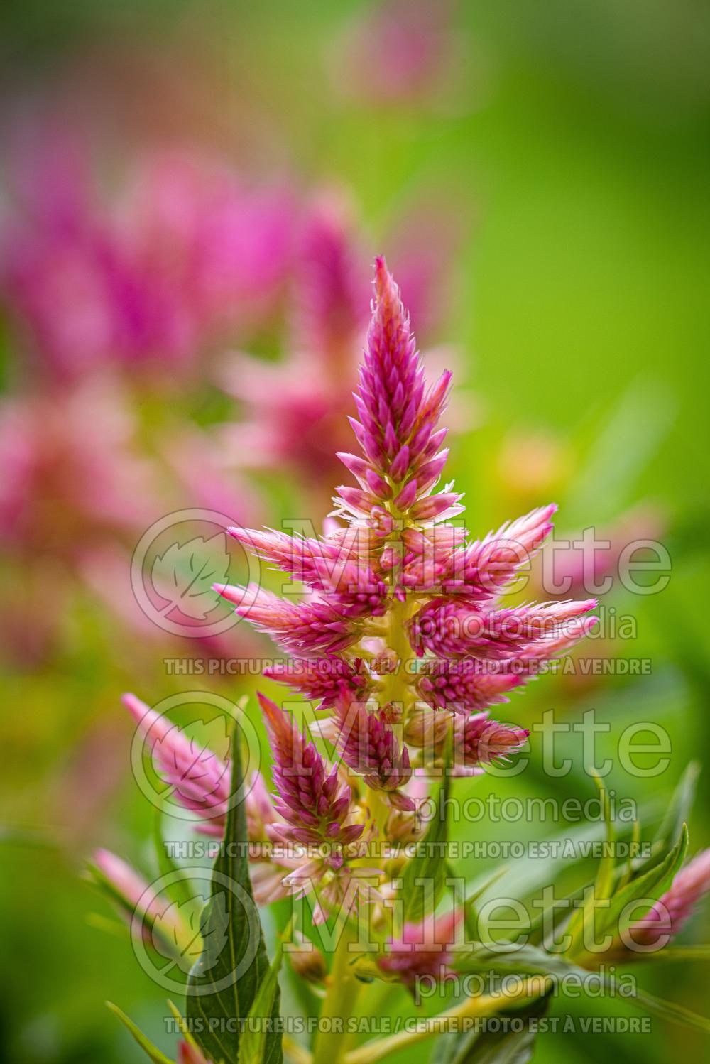 Celosia Castle Pink (Cockscomb) 3