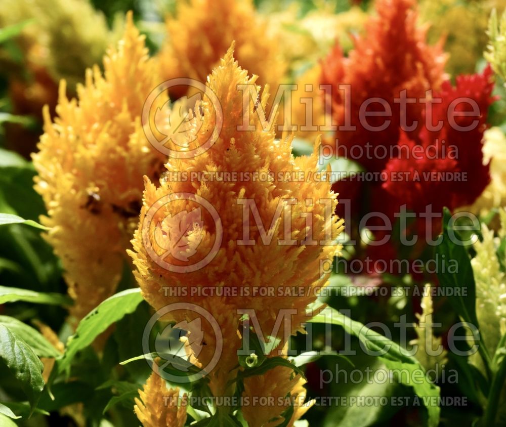 Celosia Glorious Mix (Cockscomb) 1