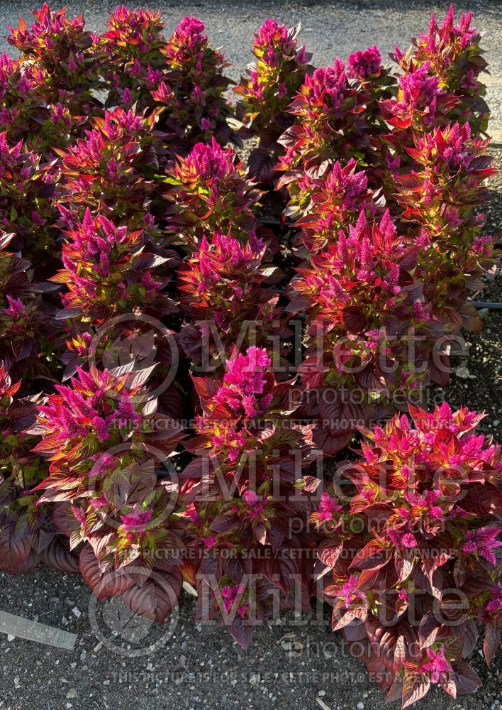 Celosia Sol Gekko Green (Cockscomb) 1