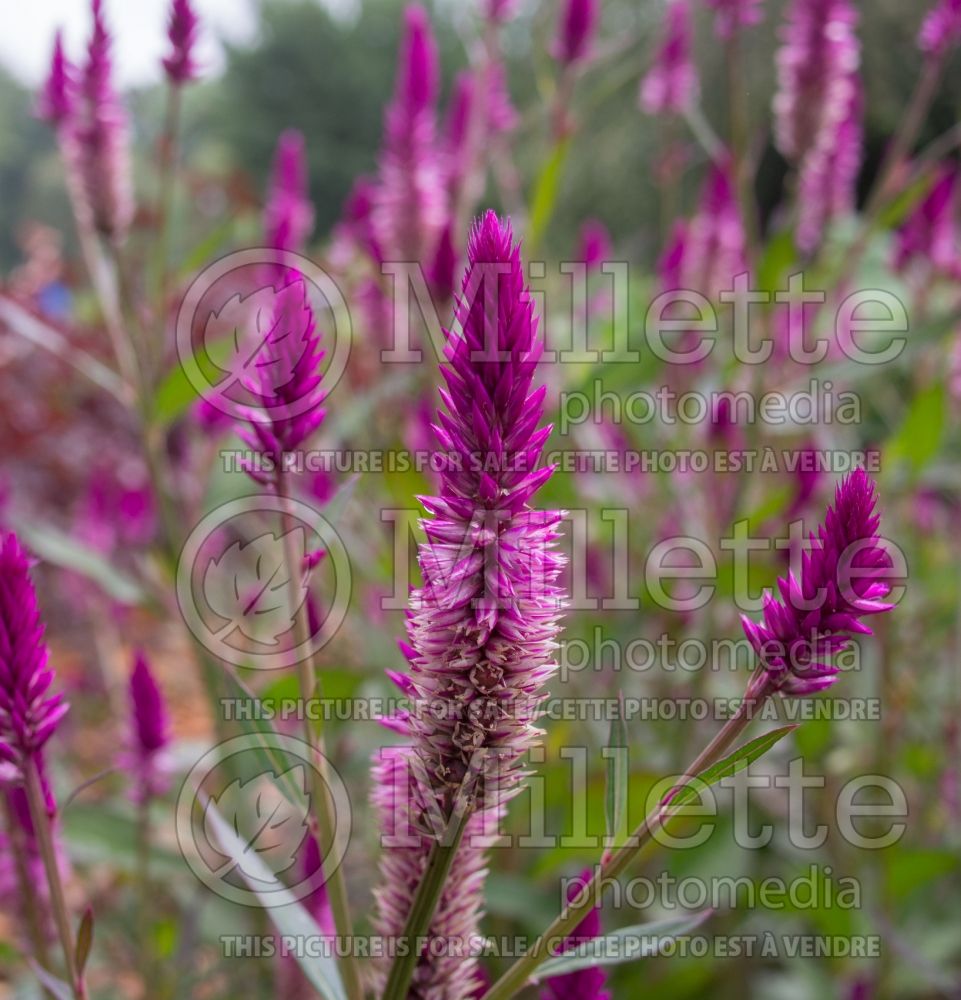 Celosia Asian Garden (Cockscomb) 3  