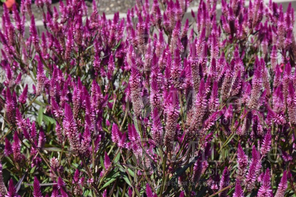 Celosia Asian Garden (Cockscomb) 1  