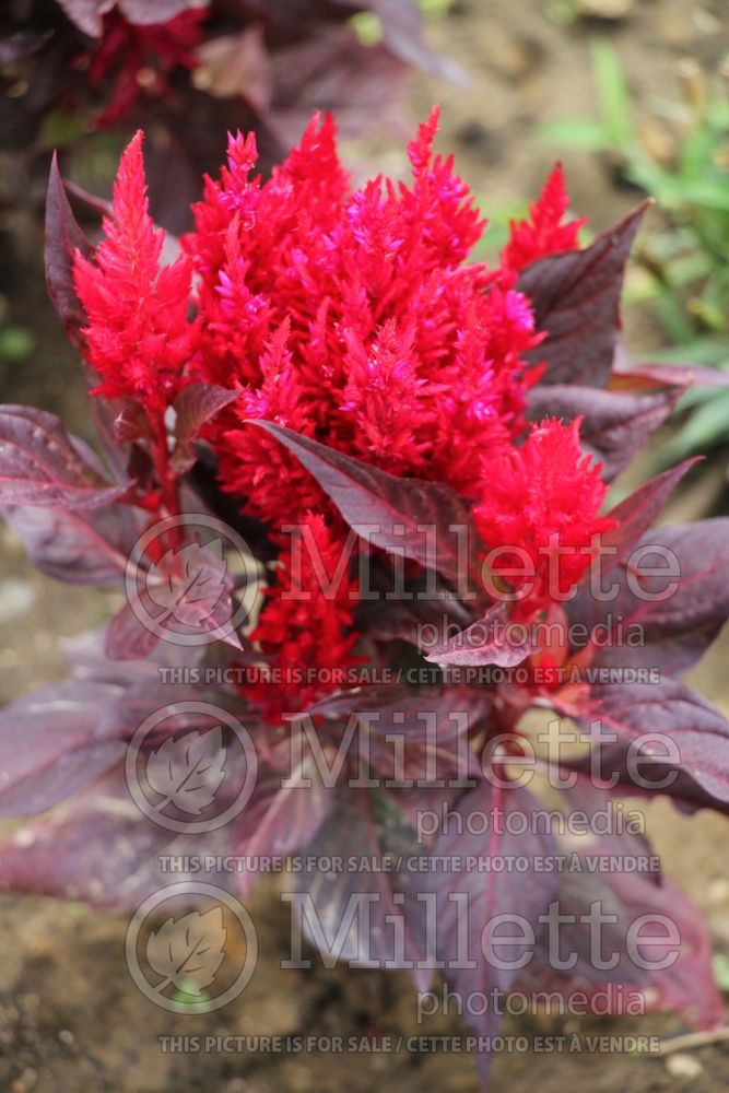 Celosia New Look (Cockscomb) 2