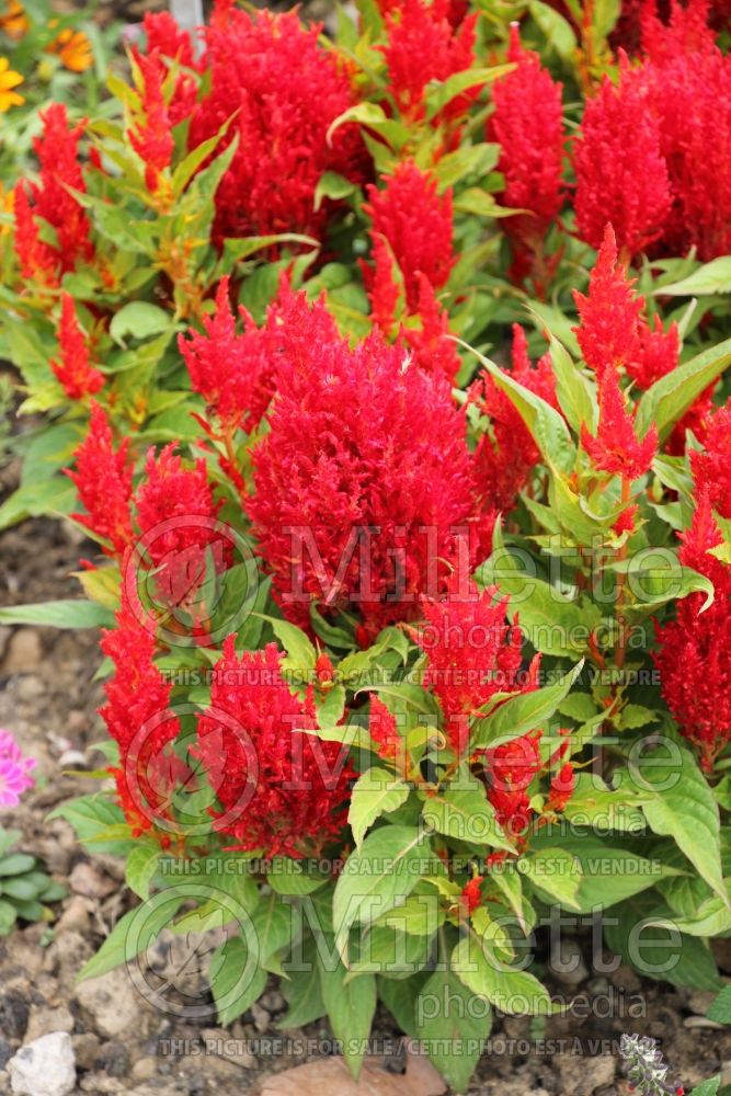 Celosia Arrabona Red (Cockscomb) 3  