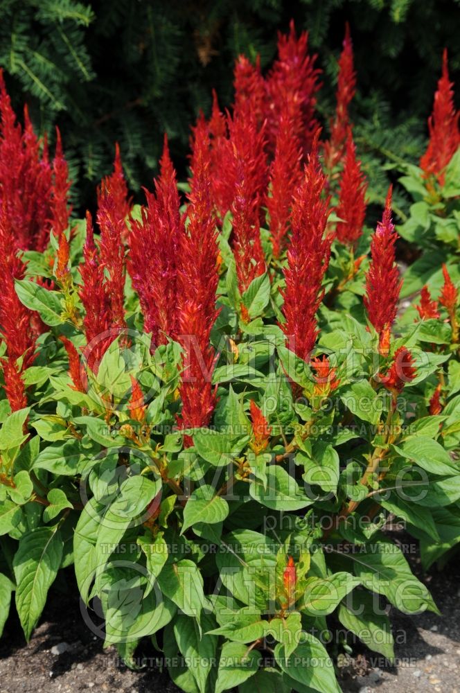 Celosia Arrabona Red (Cockscomb) 2   