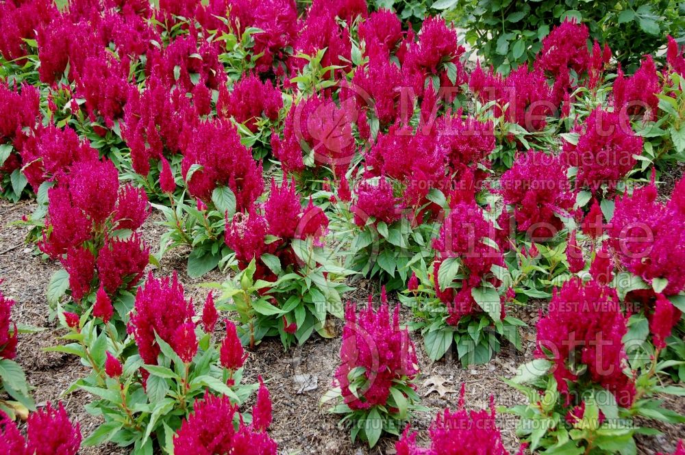 Celosia Century Rose (Cockscomb) 4  