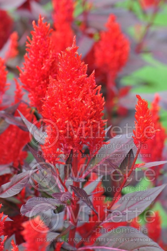 Celosia Chinatown (Cockscomb) 3