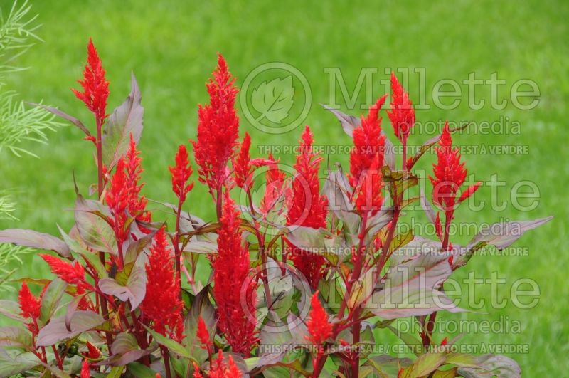 Celosia Chinatown (Cockscomb) 2