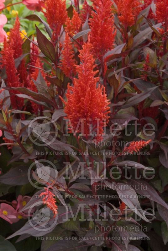 Celosia Chinatown (Cockscomb) 5