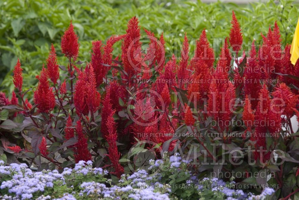 Celosia Chinatown (Cockscomb) 4