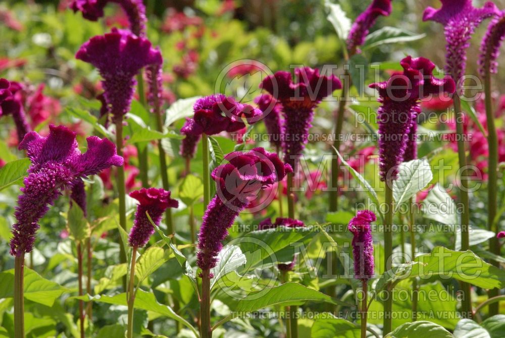 Celosia Bombay Purple (Cockscomb) 1