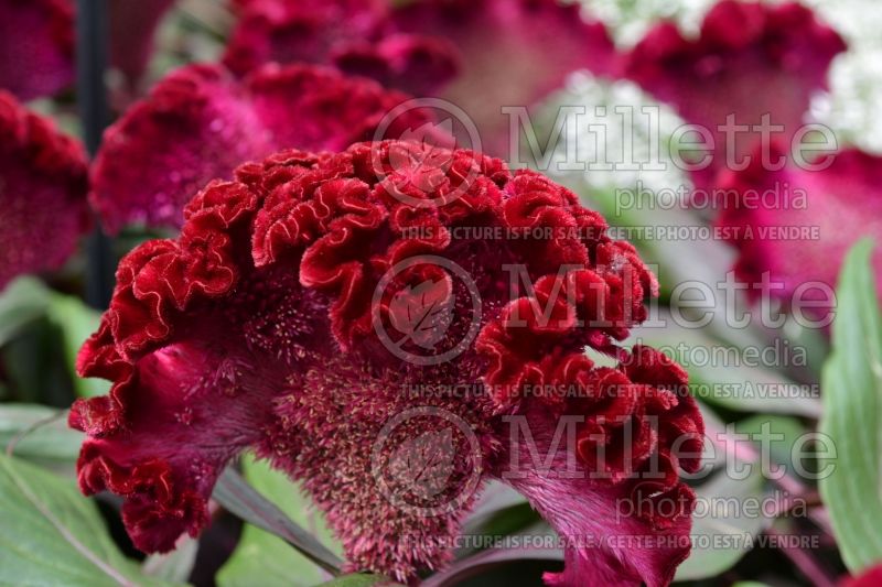 Celosia Dracula (Cockscomb) 2