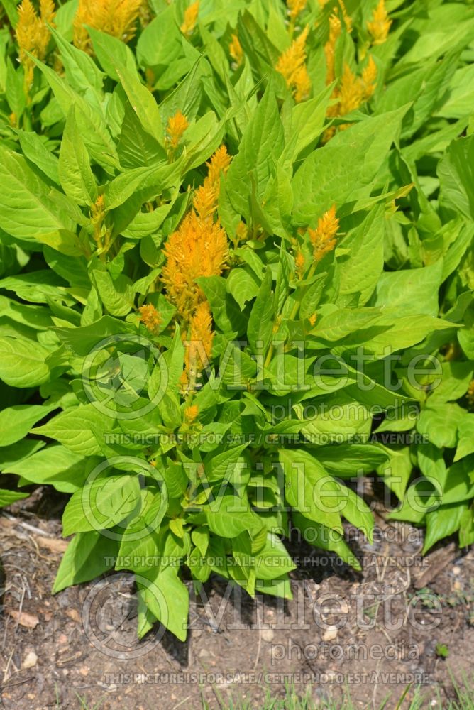 Celosia Fresh Look Yellow (Cockscomb) 1