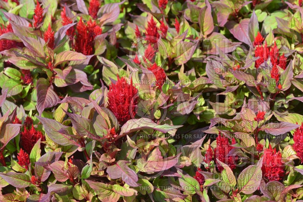 Celosia New Look Scarlet (Cockscomb) 1