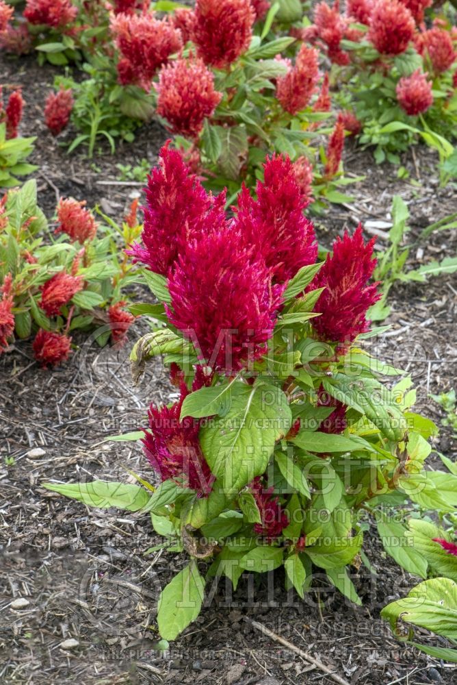 Celosia First Flame Red (Cockscomb) 1