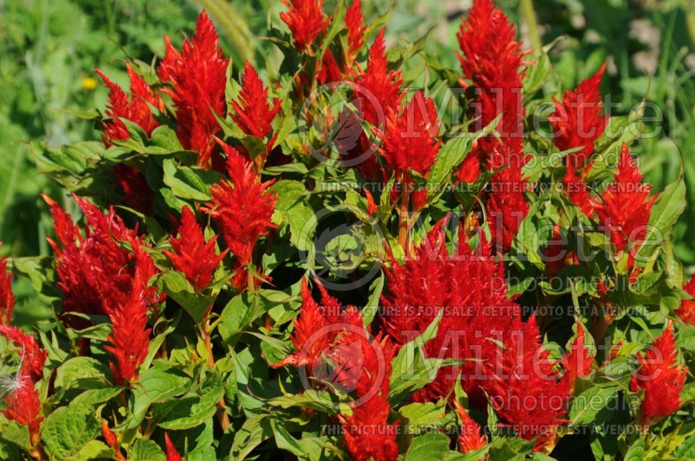 Celosia Arrabona Red (Cockscomb) 1  